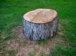 Best Firewood Processing and Delivery  in Fulton, NY