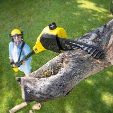How Our Tree Care Process Works  in  Fulton, NY