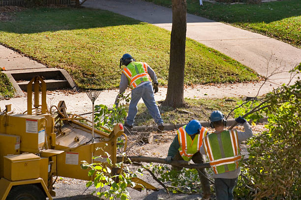 Best Hazardous Tree Removal  in Fulton, NY