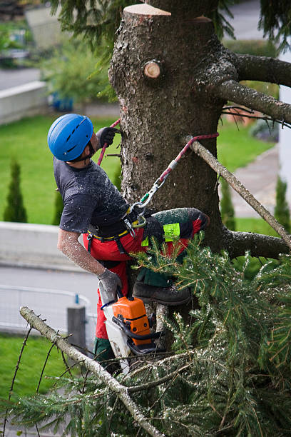 Best Emergency Tree Removal  in Fulton, NY