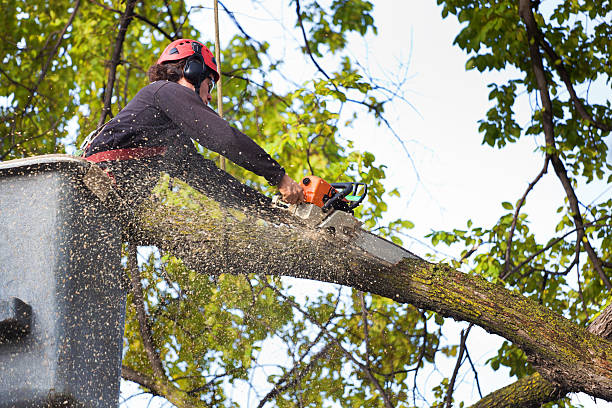 Best Tree Trimming and Pruning  in Fulton, NY